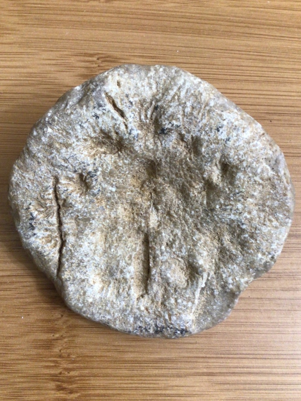 Sea Urchin Echinoid Fossil Specimen
